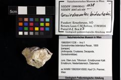 Foto (Objket + Etiketten) von Goniodromites bidentatus (Reuss, 1859) 